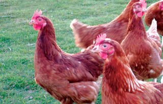 O que têm galinhas a ver com carros movidos a hidrogénio?