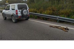 Matou o cão e arrastou-o amarrado ao seu Jeep
