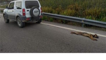 Matou o cão e arrastou-o amarrado ao seu Jeep